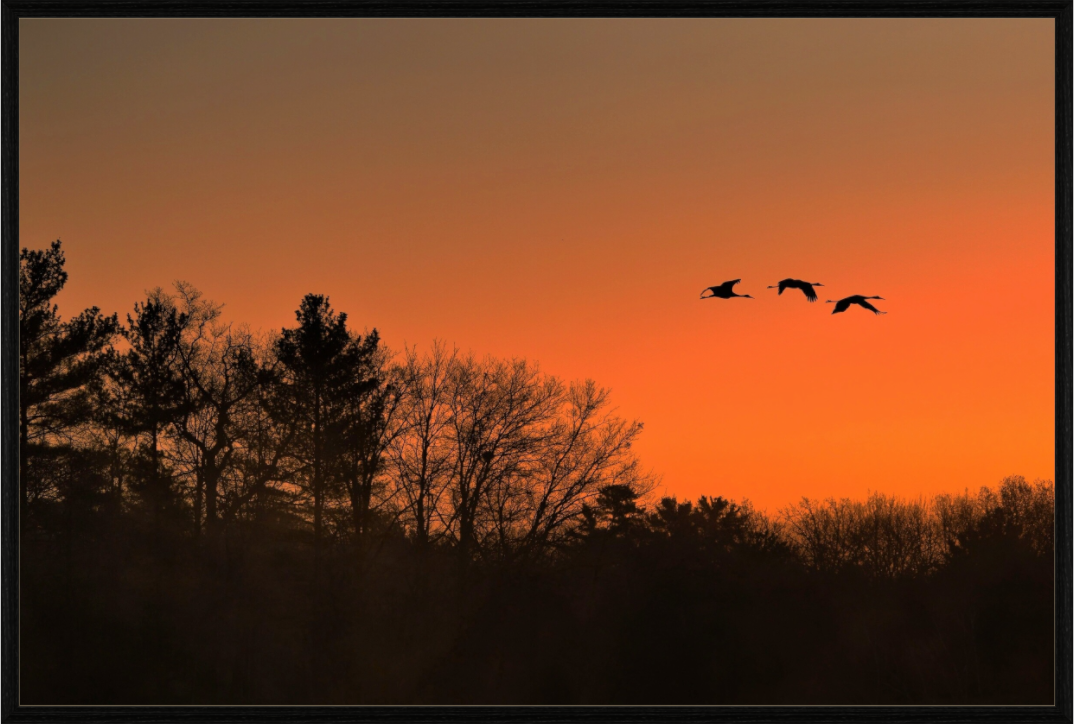 Main image Morning Flight